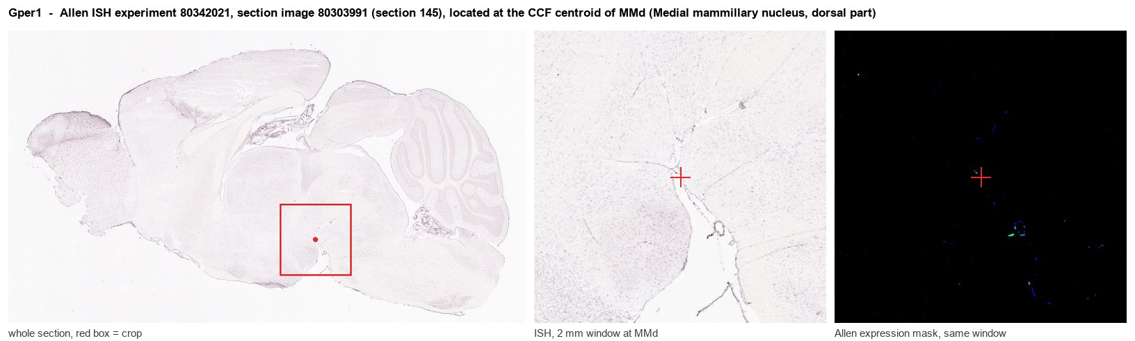 Gper1 Allen ISH at the CCF centroid of MMd