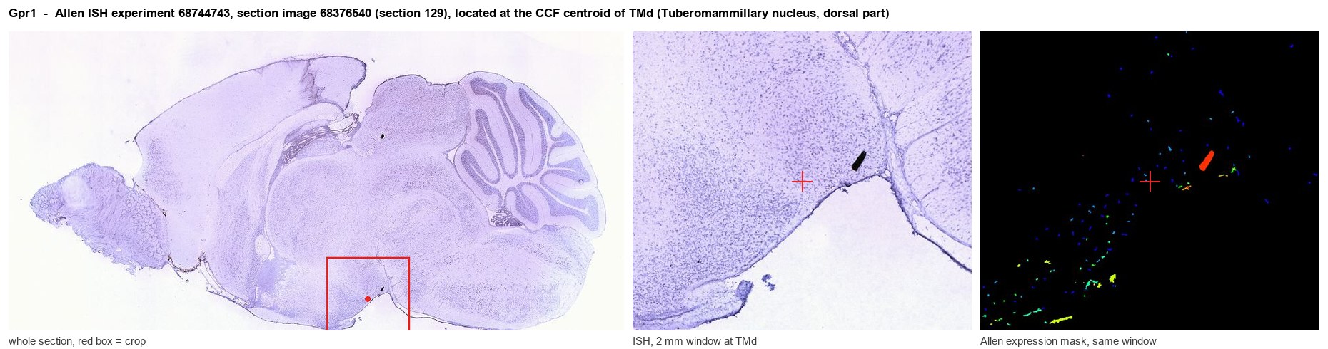 Gpr1 Allen ISH at the CCF centroid of TMd