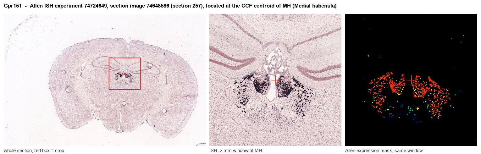Gpr151 Allen ISH at the CCF centroid of MH