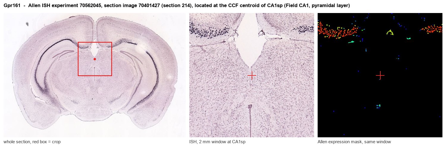 Gpr161 Allen ISH at the CCF centroid of CA1sp