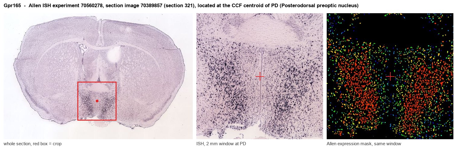 Gpr165 Allen ISH at the CCF centroid of PD