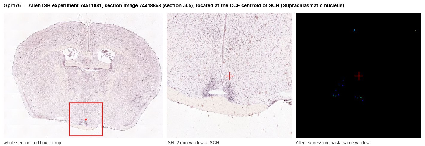 Gpr176 Allen ISH at the CCF centroid of SCH