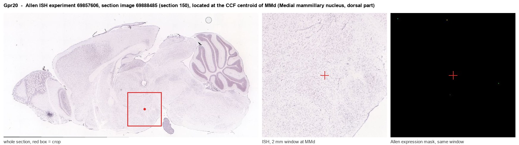 Gpr20 Allen ISH at the CCF centroid of MMd