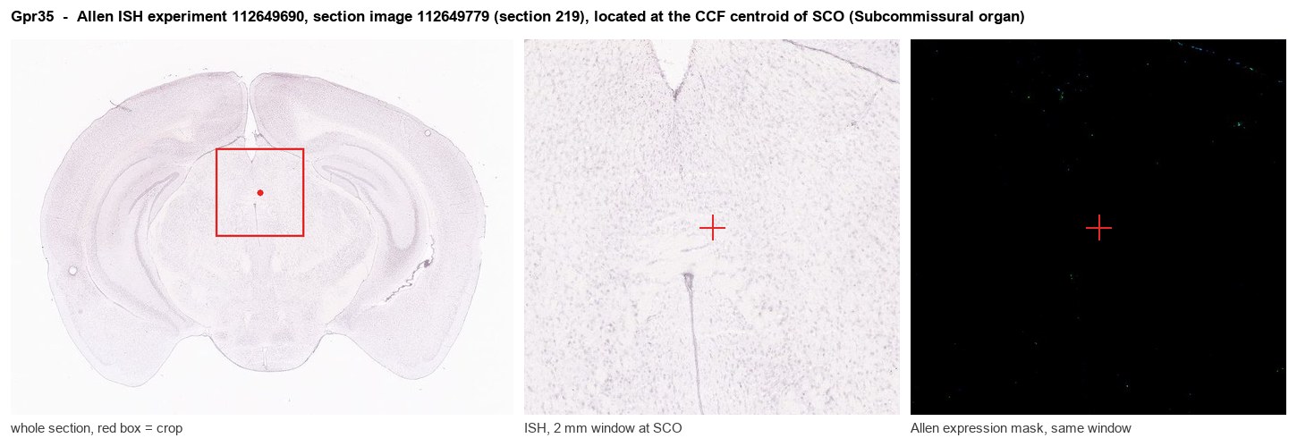 Gpr35 Allen ISH at the CCF centroid of SCO