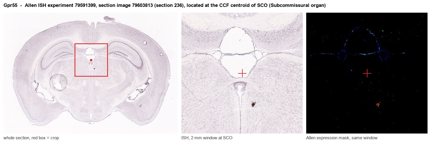 Gpr55 Allen ISH at the CCF centroid of SCO