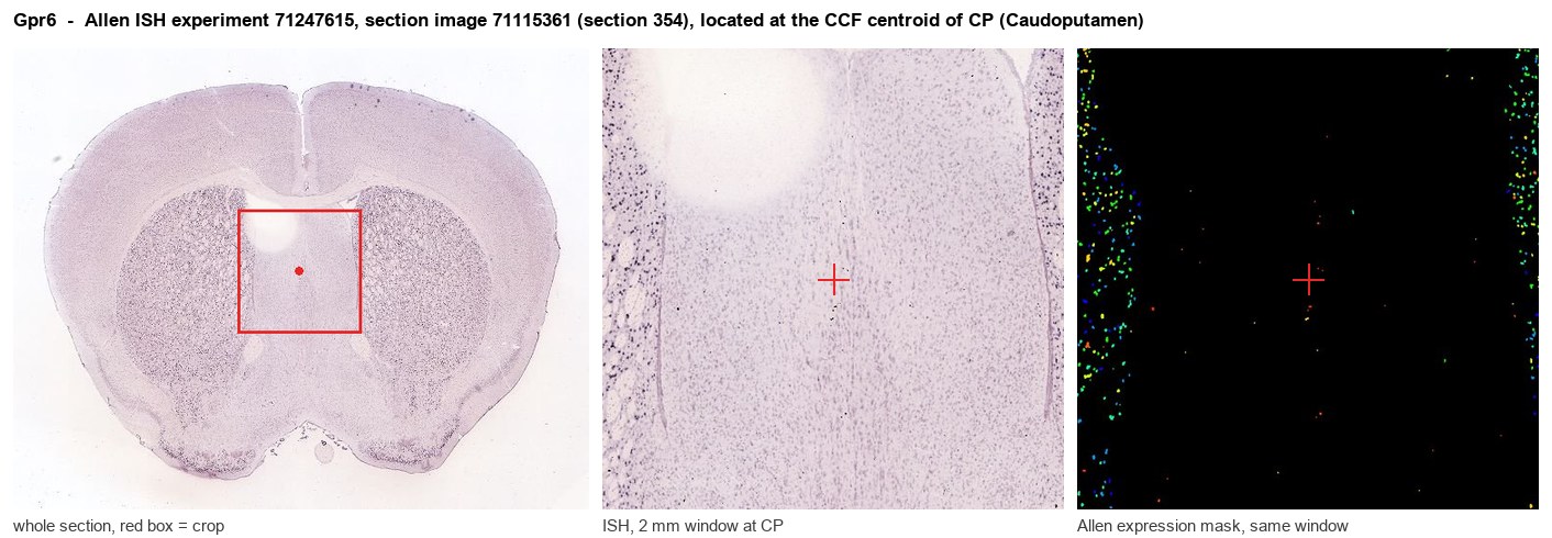 Gpr6 Allen ISH at the CCF centroid of CP