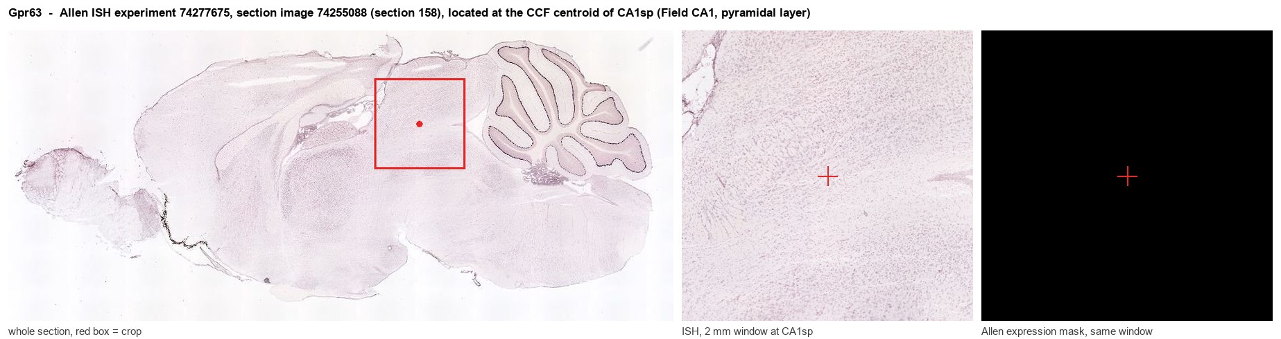 Gpr63 Allen ISH at the CCF centroid of CA1sp