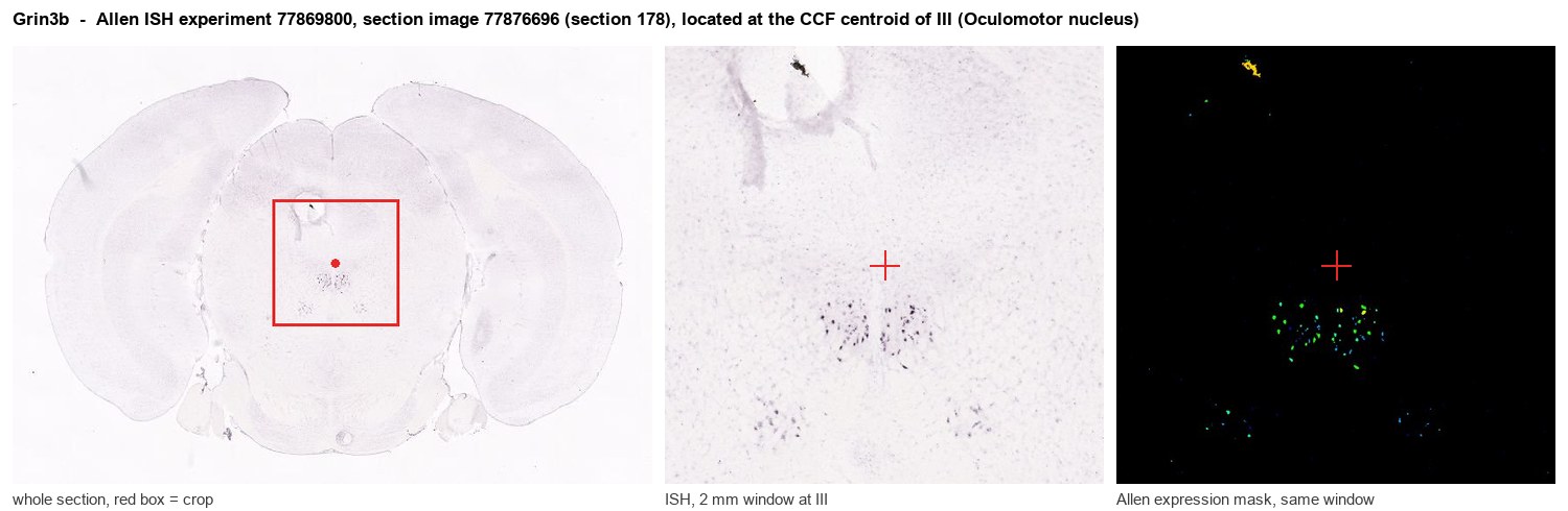 Grin3b Allen ISH at the CCF centroid of III