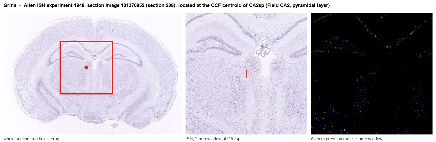 Grina Allen ISH at the CCF centroid of CA2sp