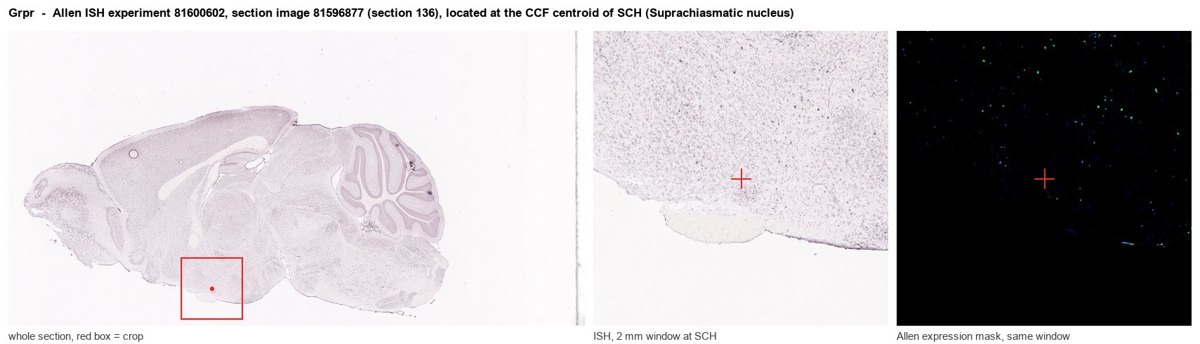 Grpr Allen ISH at the CCF centroid of SCH