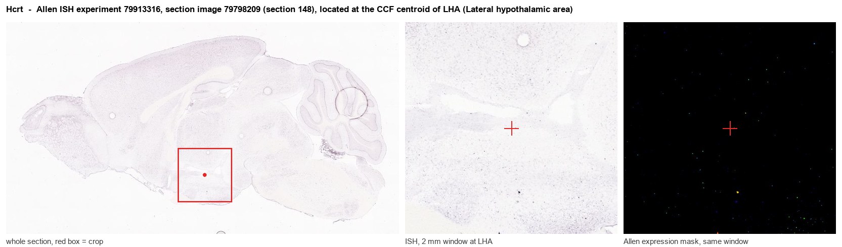 Hcrt Allen ISH at the CCF centroid of LHA