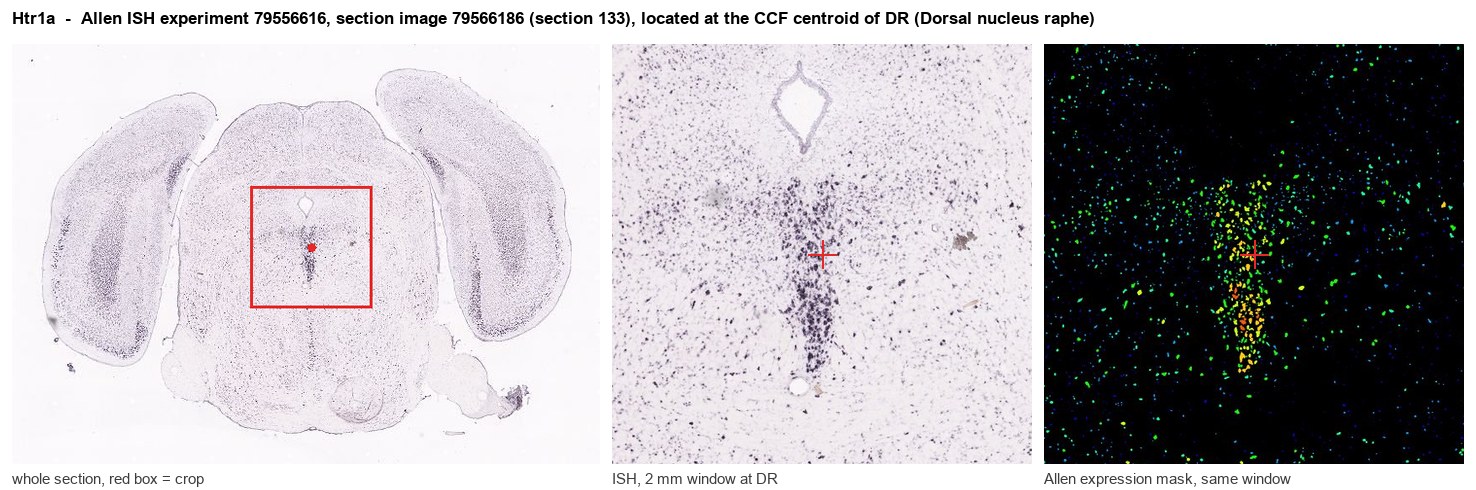 Htr1a Allen ISH at the CCF centroid of DR