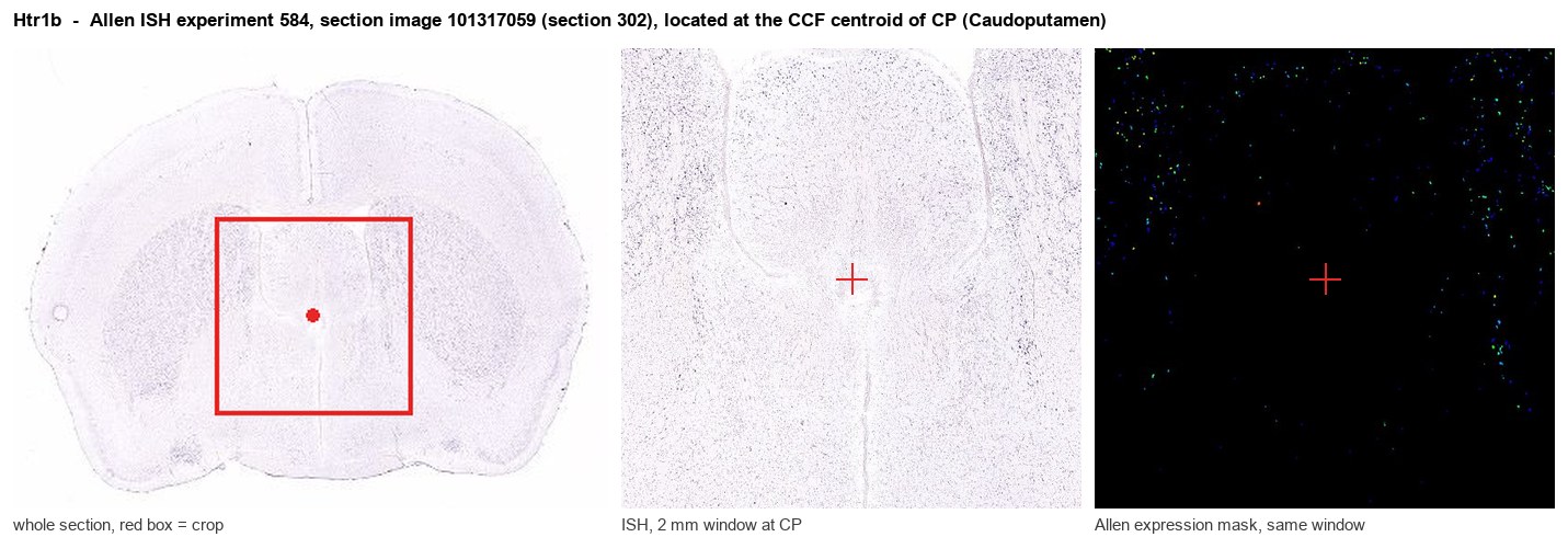 Htr1b Allen ISH at the CCF centroid of CP