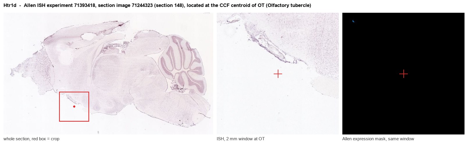Htr1d Allen ISH at the CCF centroid of OT