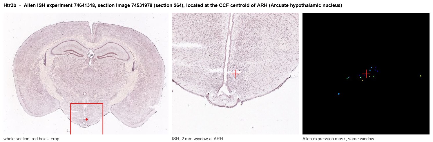 Htr3b Allen ISH at the CCF centroid of ARH