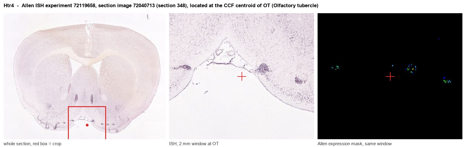Htr4 Allen ISH at the CCF centroid of OT