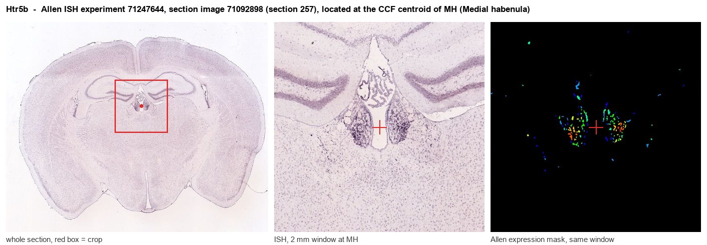 Htr5b Allen ISH at the CCF centroid of MH