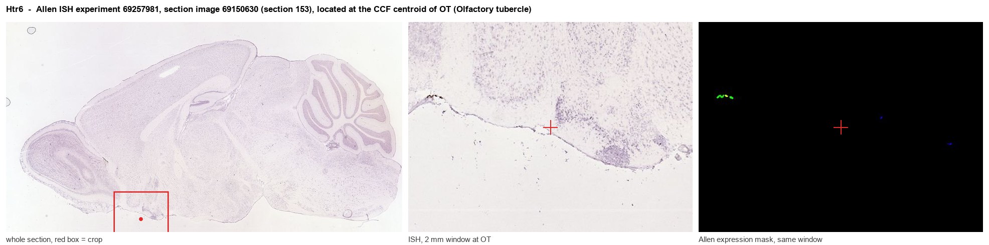 Htr6 Allen ISH at the CCF centroid of OT