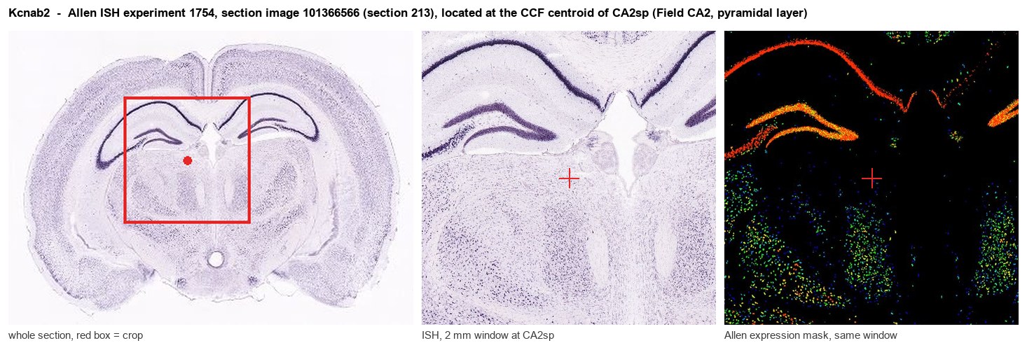 Kcnab2 Allen ISH at the CCF centroid of CA2sp