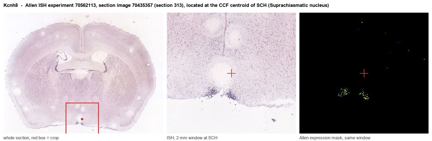 Kcnh8 Allen ISH at the CCF centroid of SCH