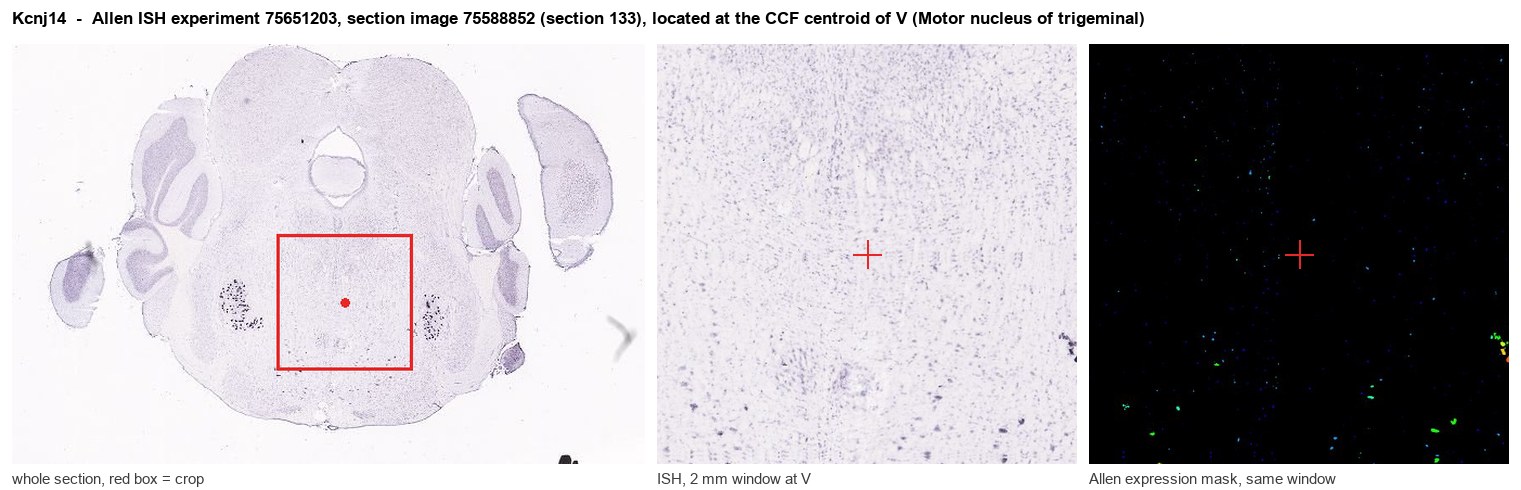 Kcnj14 Allen ISH at the CCF centroid of V