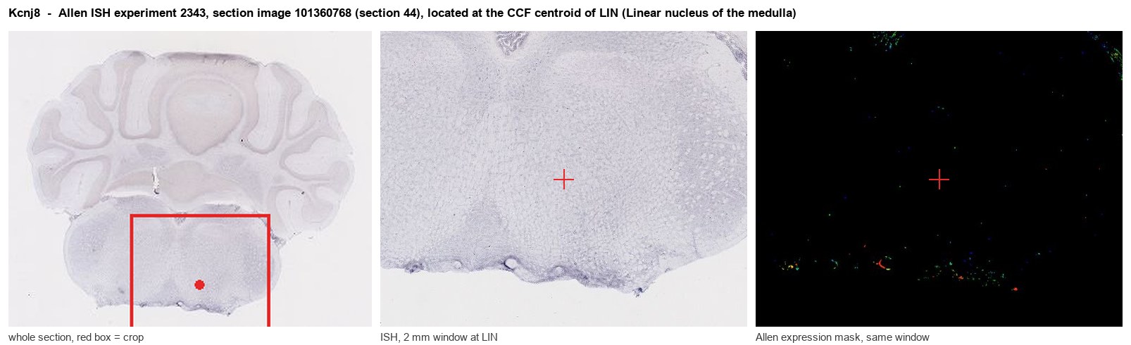 Kcnj8 Allen ISH at the CCF centroid of LIN