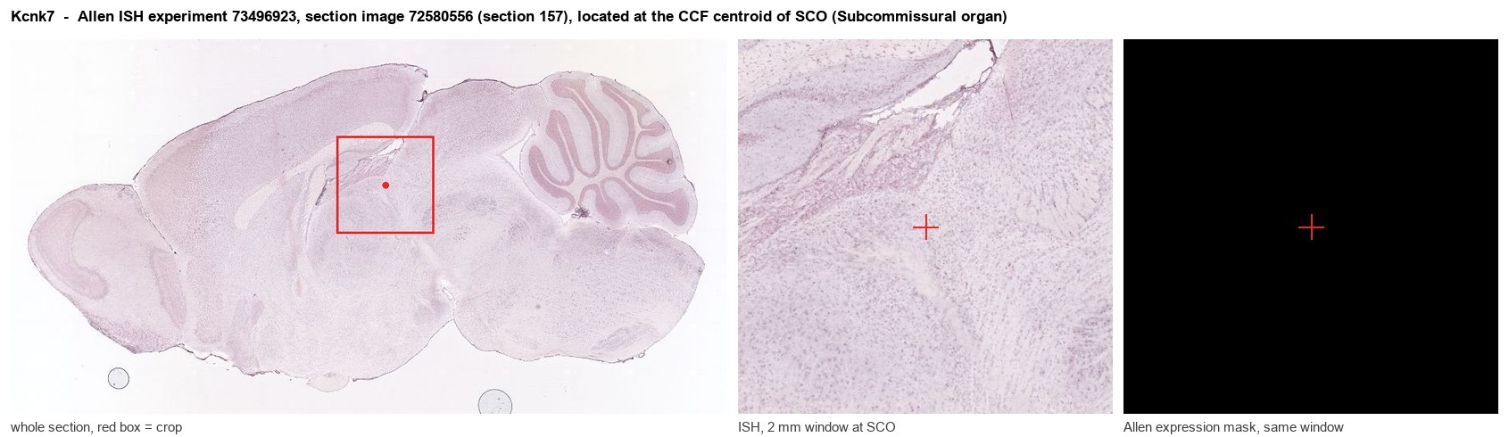 Kcnk7 Allen ISH at the CCF centroid of SCO