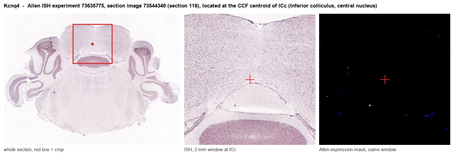 Kcnq4 Allen ISH at the CCF centroid of ICc