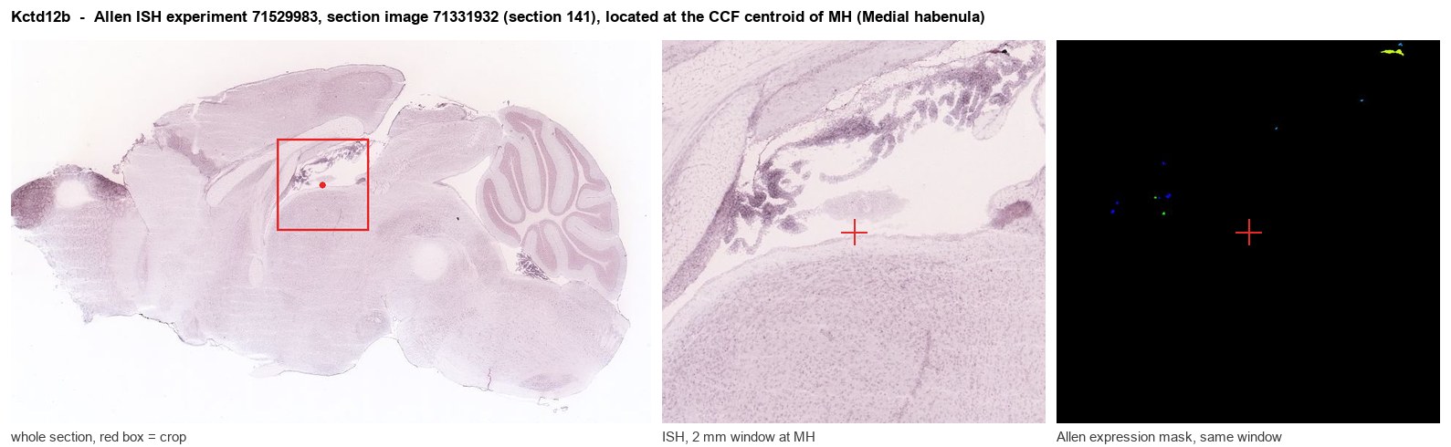 Kctd12b Allen ISH at the CCF centroid of MH
