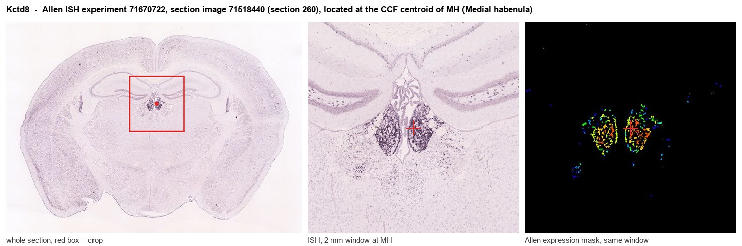 Kctd8 Allen ISH at the CCF centroid of MH
