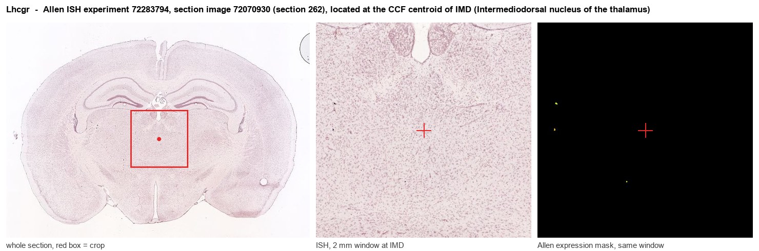 Lhcgr Allen ISH at the CCF centroid of IMD