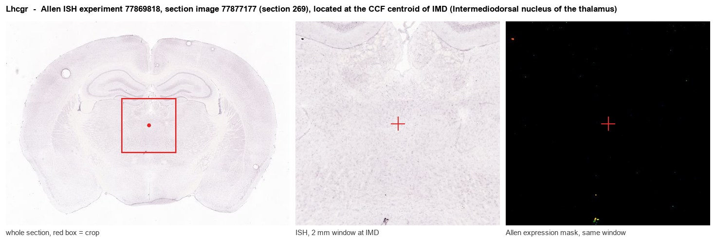 Lhcgr Allen ISH at the CCF centroid of IMD