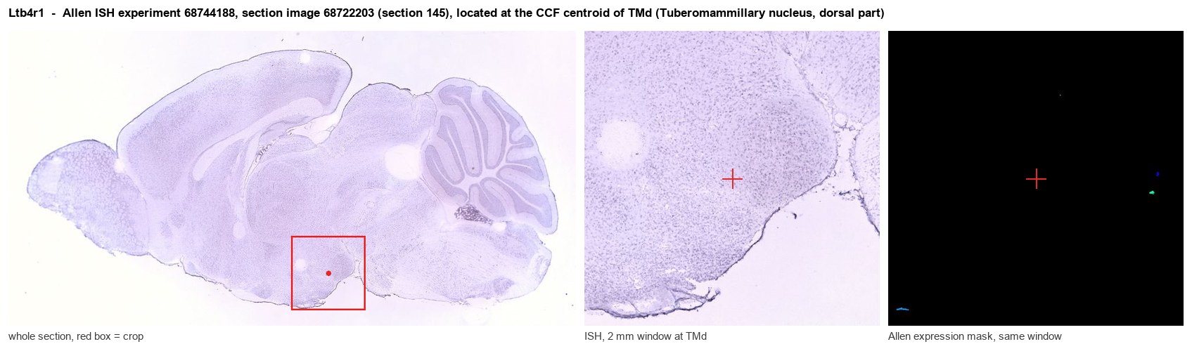 Ltb4r1 Allen ISH at the CCF centroid of TMd
