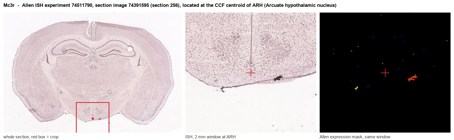 Mc3r Allen ISH at the CCF centroid of ARH