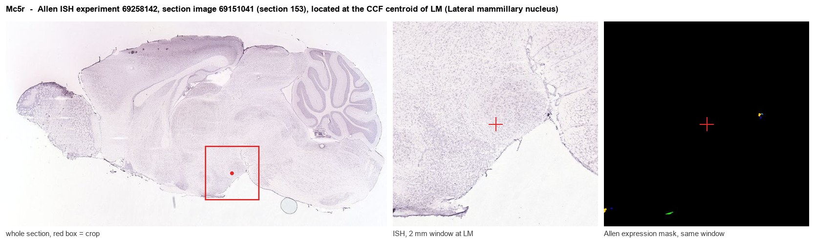 Mc5r Allen ISH at the CCF centroid of LM