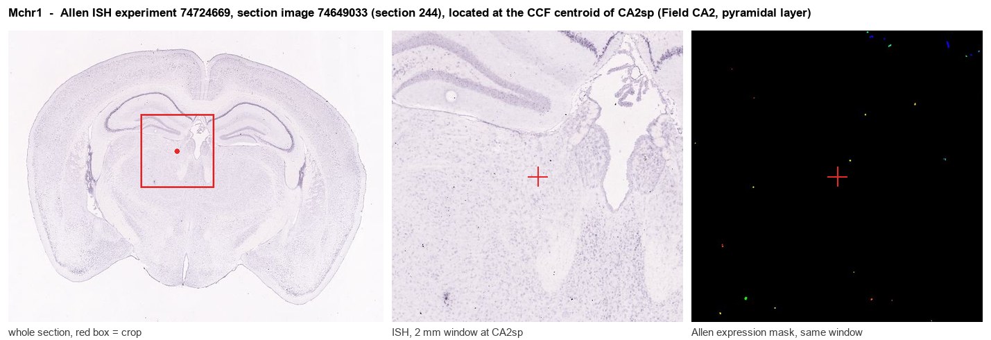 Mchr1 Allen ISH at the CCF centroid of CA2sp