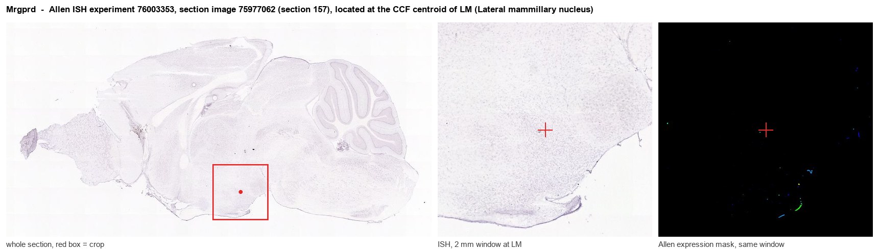 Mrgprd Allen ISH at the CCF centroid of LM