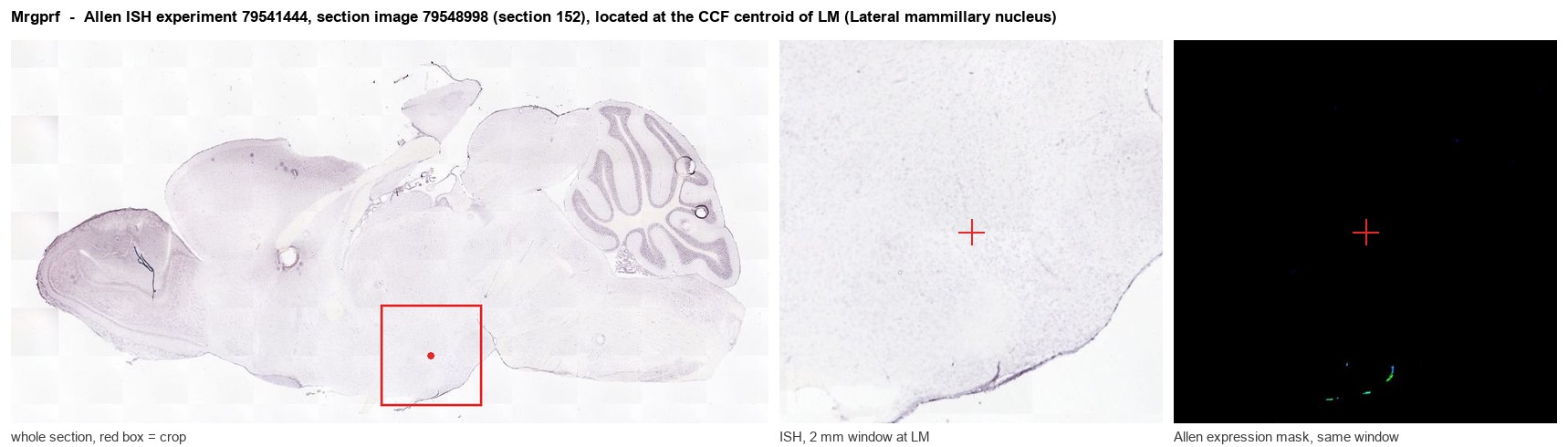 Mrgprf Allen ISH at the CCF centroid of LM