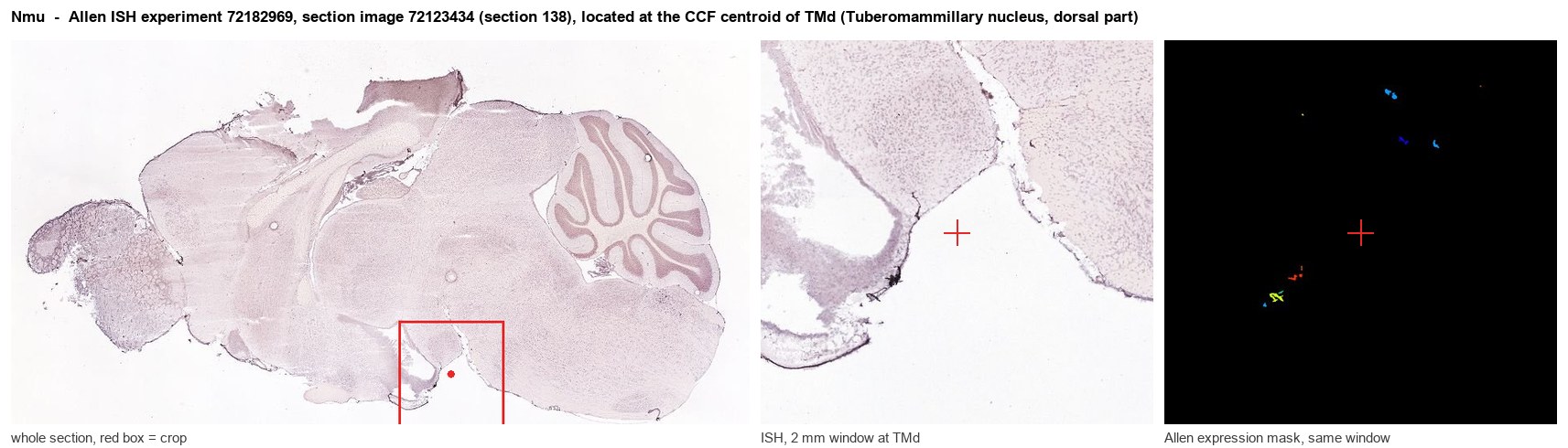 Nmu Allen ISH at the CCF centroid of TMd