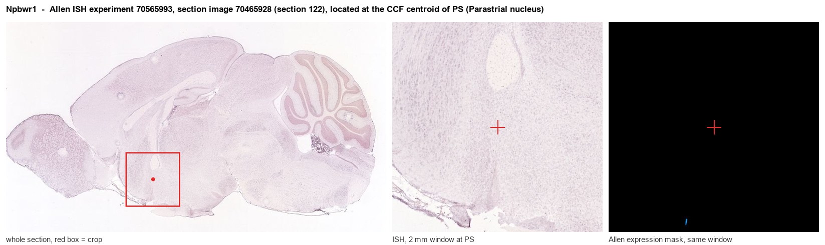Npbwr1 Allen ISH at the CCF centroid of PS