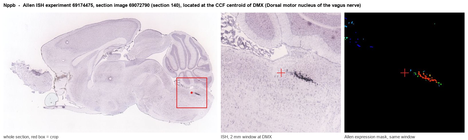 Nppb Allen ISH at the CCF centroid of DMX