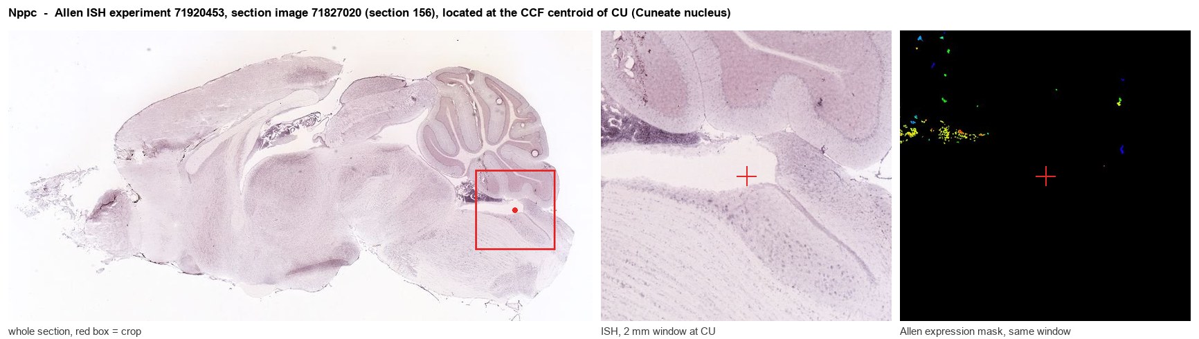 Nppc Allen ISH at the CCF centroid of CU