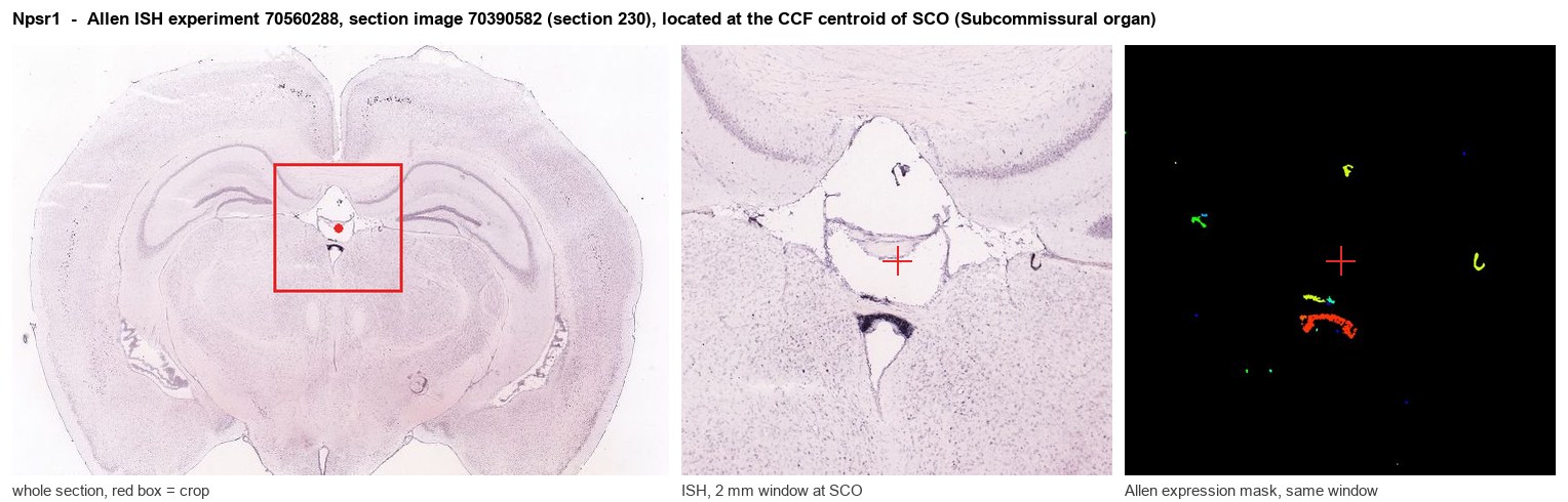 Npsr1 Allen ISH at the CCF centroid of SCO