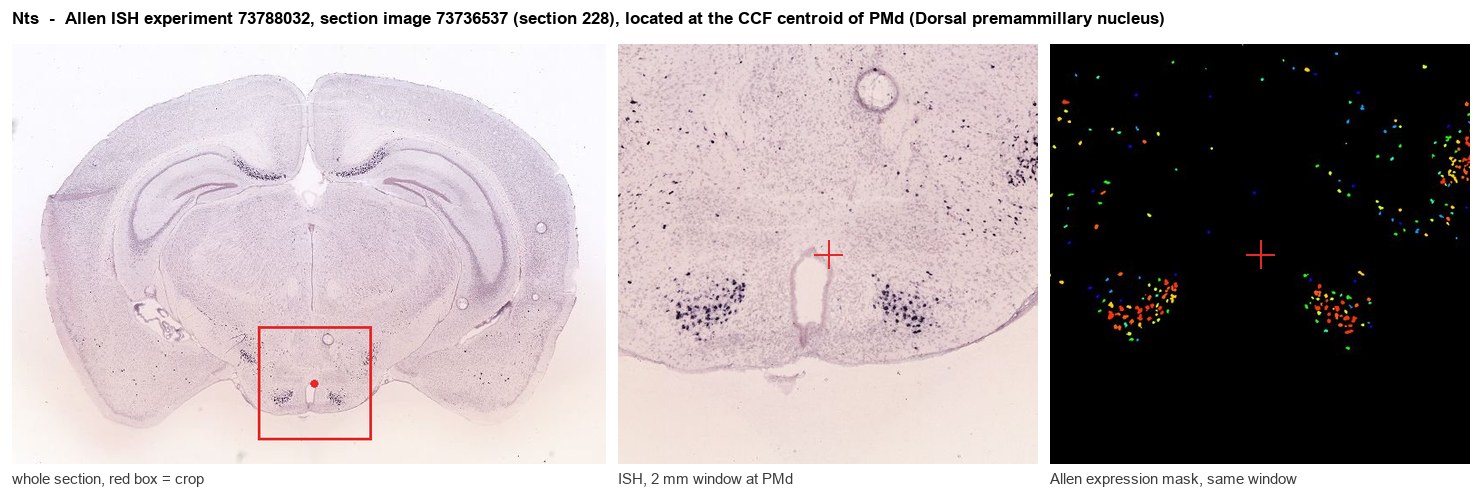 Nts Allen ISH at the CCF centroid of PMd