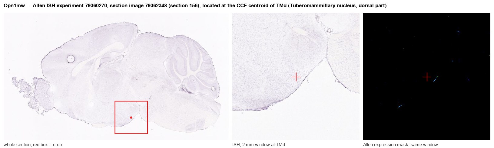 Opn1mw Allen ISH at the CCF centroid of TMd