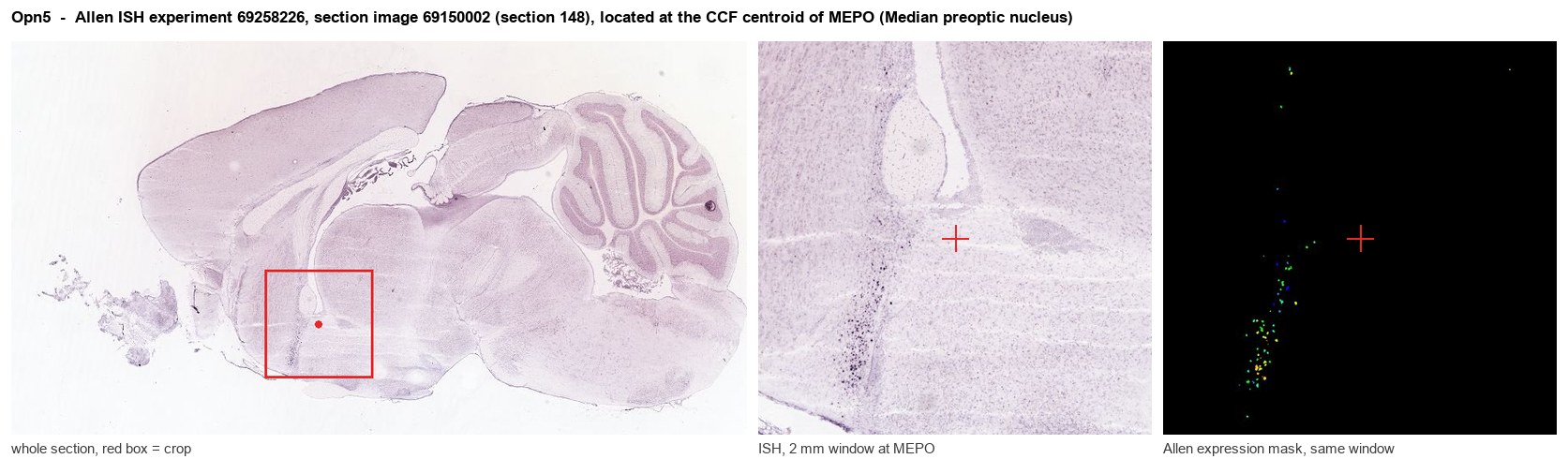 Opn5 Allen ISH at the CCF centroid of MEPO