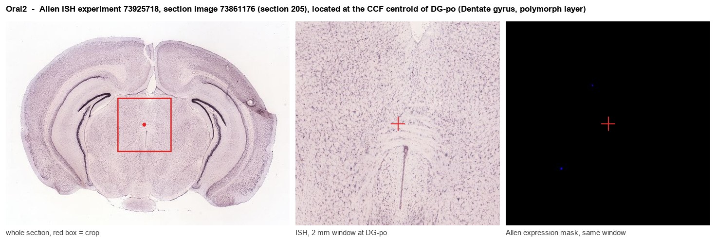 Orai2 Allen ISH at the CCF centroid of DG-po