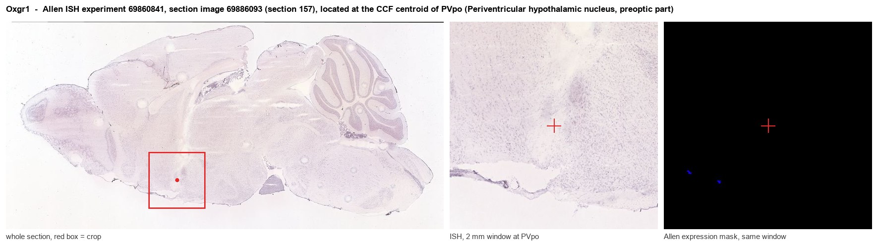 Oxgr1 Allen ISH at the CCF centroid of PVpo