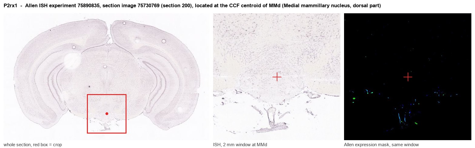 P2rx1 Allen ISH at the CCF centroid of MMd