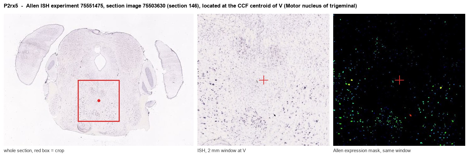 P2rx5 Allen ISH at the CCF centroid of V